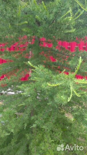 Лиственница