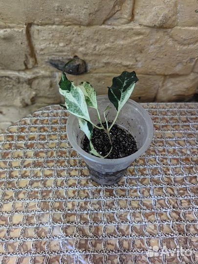 Фикус керли