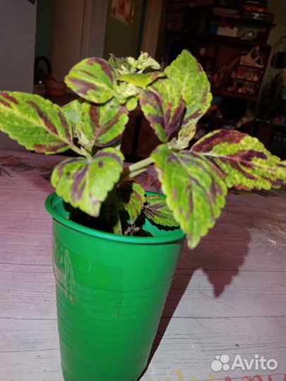 Традисканция, Колеусы, Калатеи