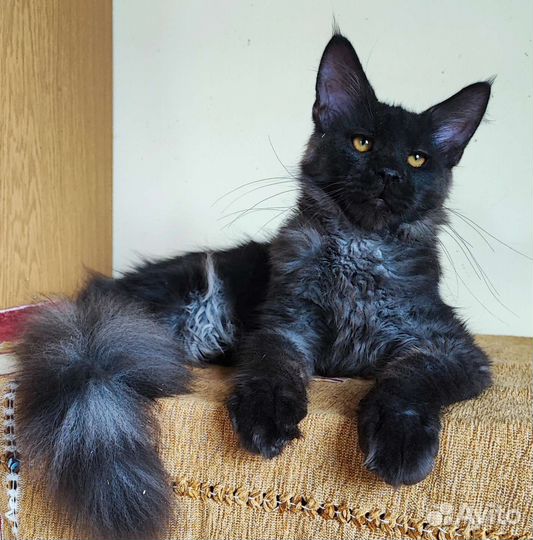 Котята мейн-кун котик черный дым