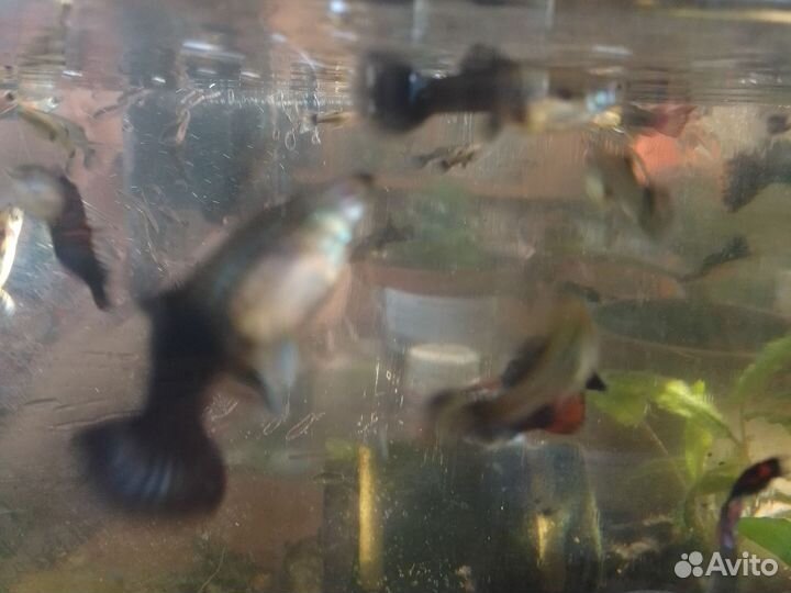 Аквариумные рыбки гуппи