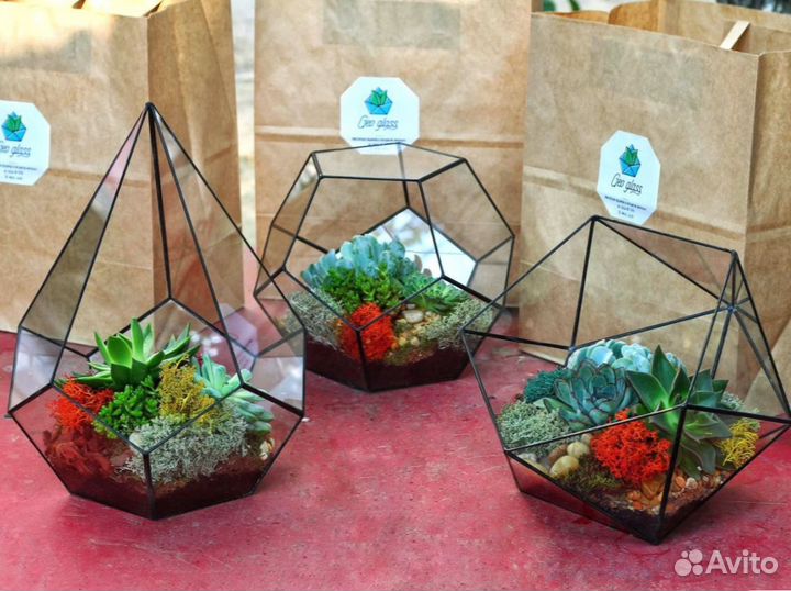 Суккулент икосаэдр