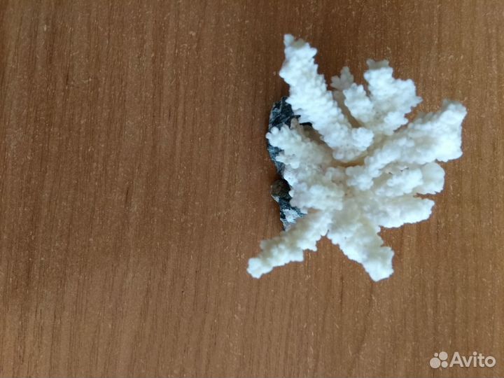 Морские кораллы