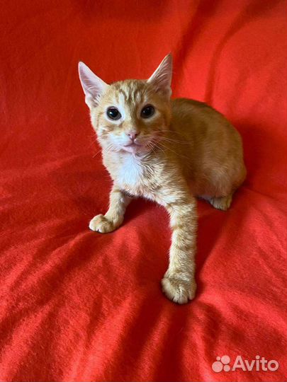 Котенок мальчик 3,5 месяца