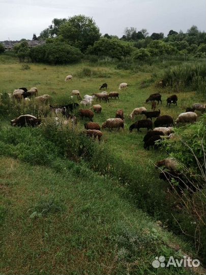 Овцы бараны