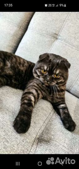 Кошки