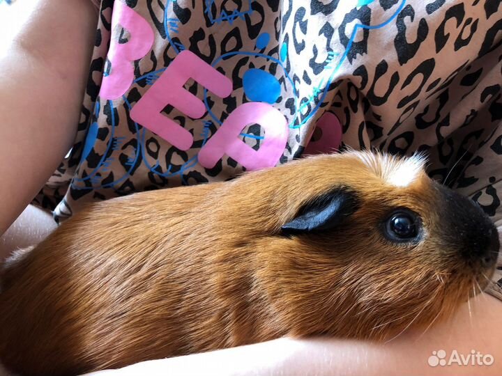 Американский крестед для вязки