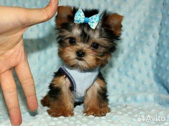 Йорширский терьер супер mini(микро) девочка