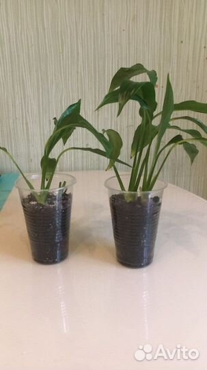 Спатифиллум