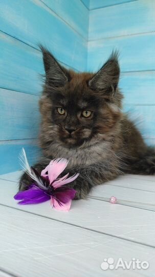 Черный дымный котик