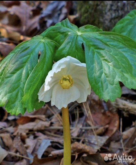 Подофил, ландыш, лабазник камчатский