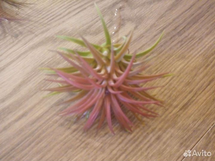 Тилландсия атмосферная