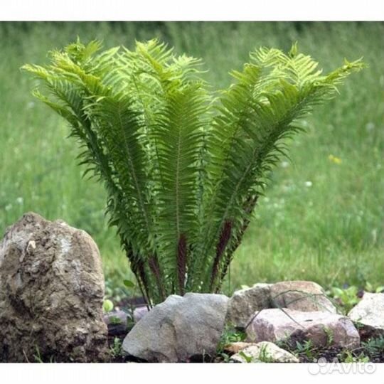 Папоротник страусник