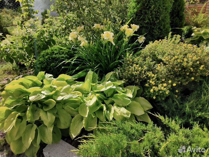 Многолетники