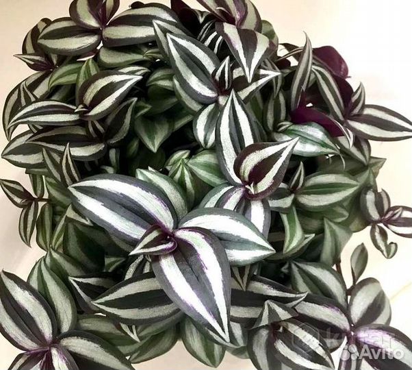 Сортовые традесканции