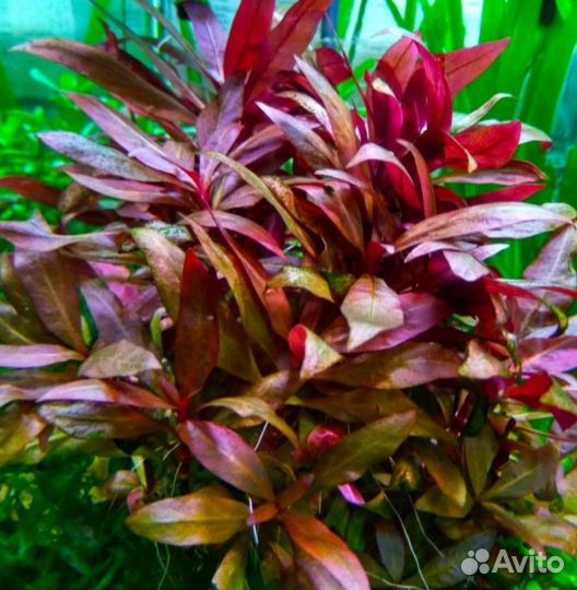 Альтернатера Рейнеке аквариумные растения