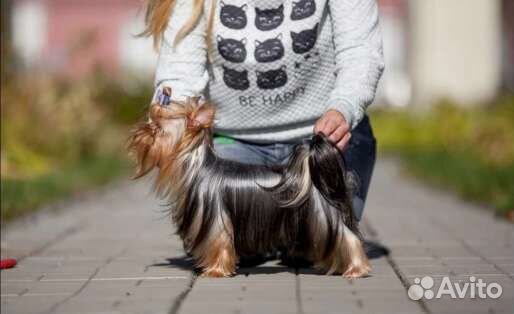 Мальчик, для вязки