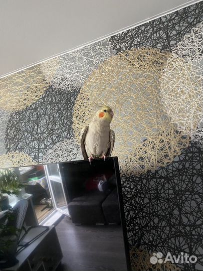 Продам корелл