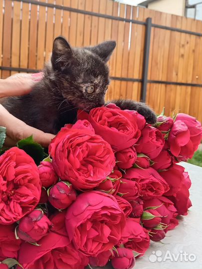 Ася котёнок в добрые руки