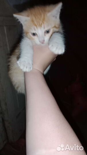 Котенок в добрые руки