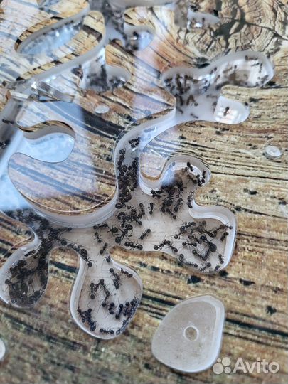 Муравьи барбарусы + формикарий