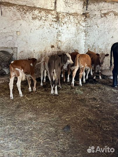 Бычки телки