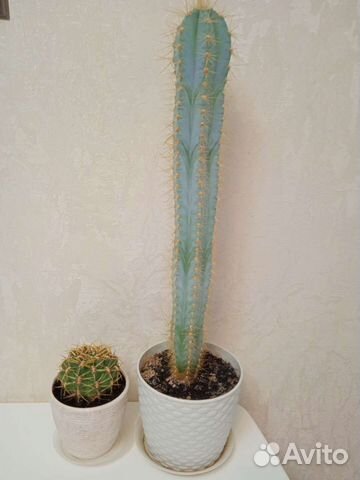 Нолина (бокарнея), кактусы