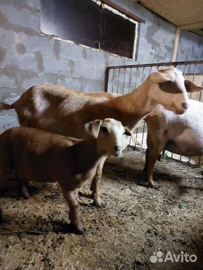 С/ животные