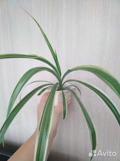 Хлорофитум