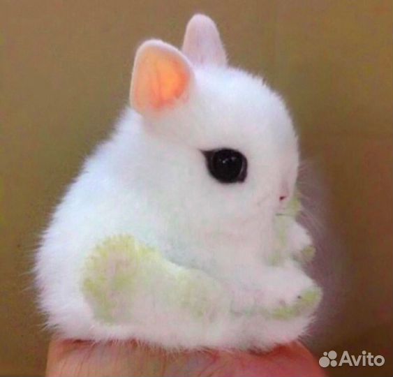 Кролик декоративный