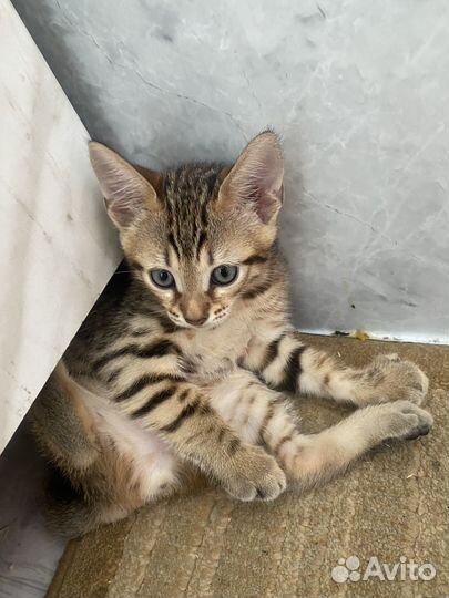 Бенгальские котята