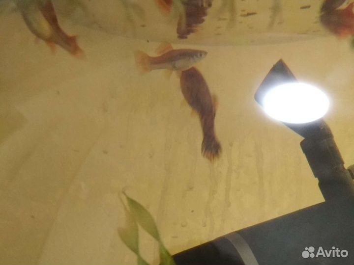 Аквариумное растение рыбки