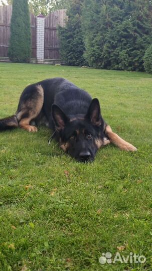Немецкая овчарка вязка