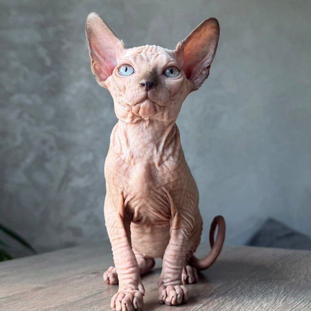 Канадский сфинкс котёнок