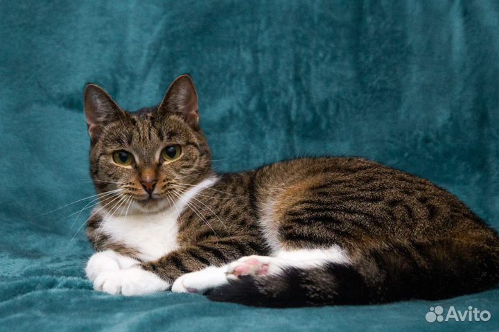 Кошка Алиса стерилизована