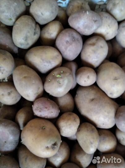 Картофель,чеснок