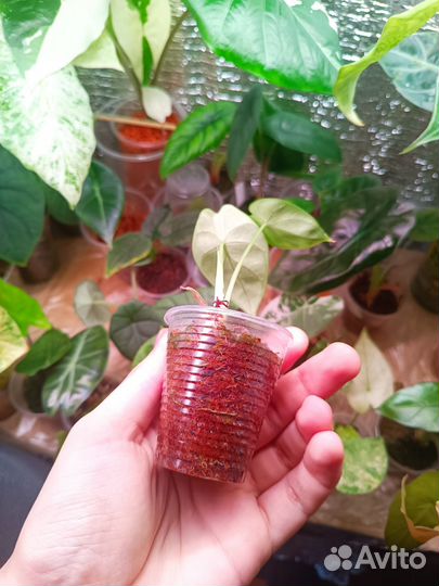 Алоказия Серебряный дракон