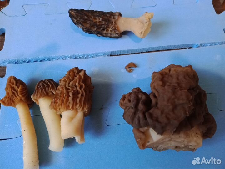 Свежие Грибы и сушеные и маринованые,грибная икра