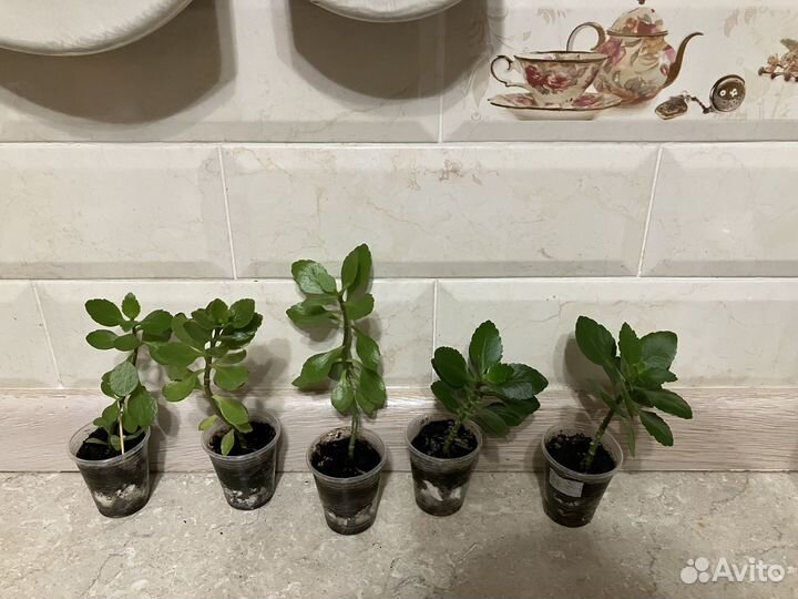 Каланхое Блоссфельда