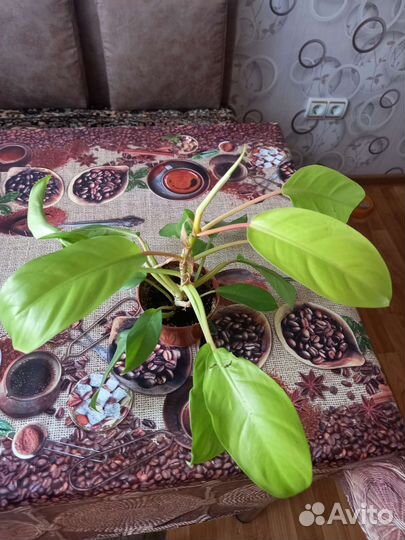 Комнатные растения