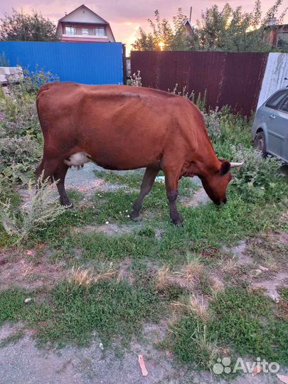 Коровы дойные