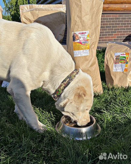 Сухой корм для собак, щенков и кошек 