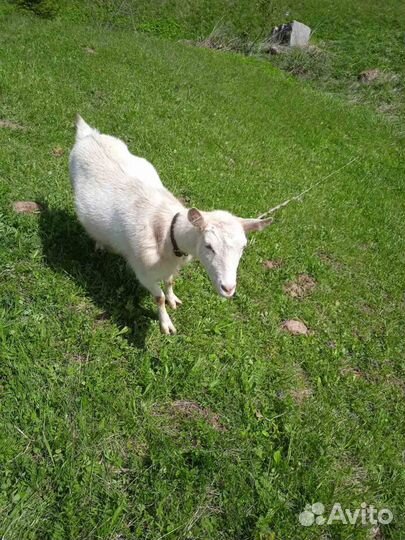 Зааненские козы