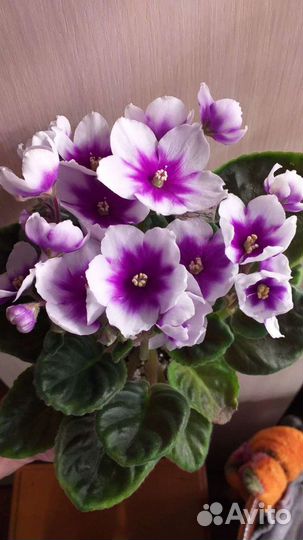 Сортовые фиалки