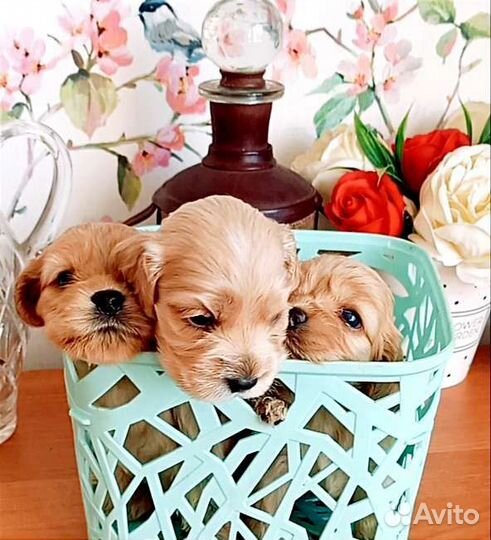 Спаниель щенки