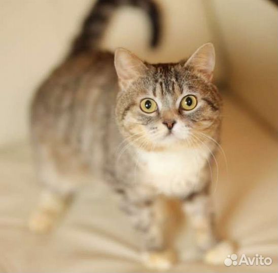 Бонечке нужен дом