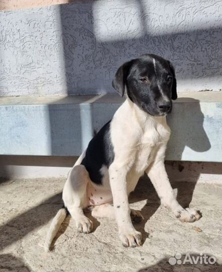 Богиня Гера в дар