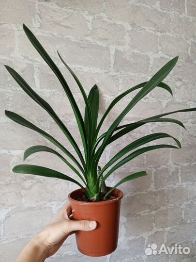 Кливия киноварная