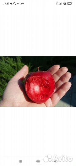 Саженцы яблони красномясые