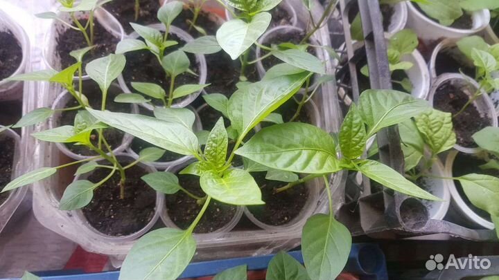 Рассада помидор перца баклажан